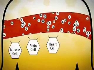 Discover the Science Behind Body Fat & Weight Loss