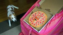 Dogs vs. Talking Pizza Prank- Funny Dogs Maymo & Penny