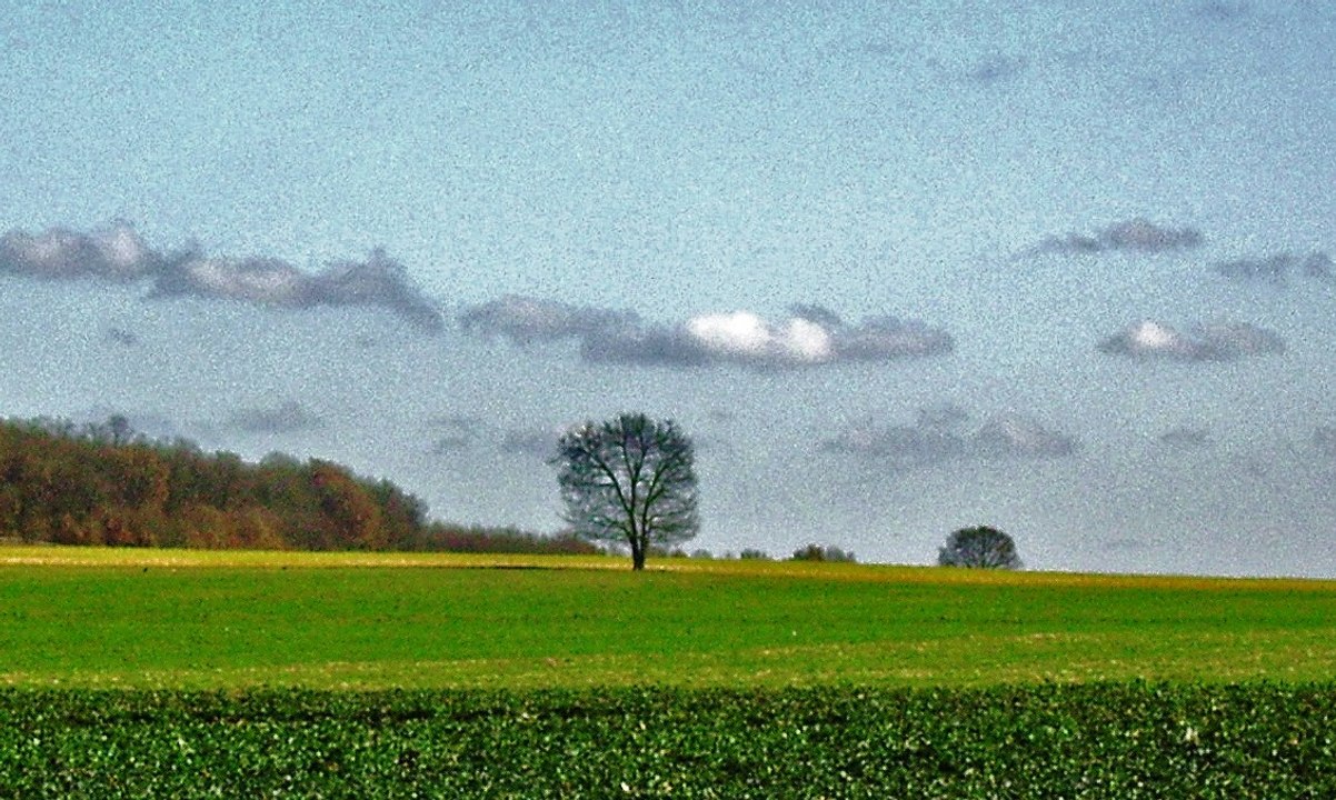L'ARBRE