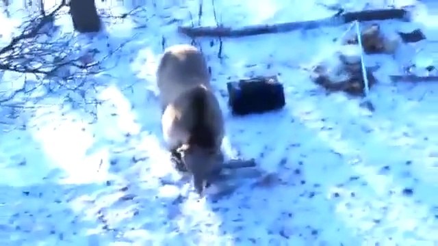 The bear attacked the hunters. Watch to the end! Медведь напал на людей! Жесть! Смотреть до конца!