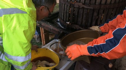 Pilaison à l'ancienne au Musée du bocage normand