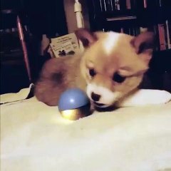 This ball is just a bit too far for the Corgi puppy...