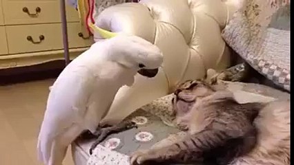 Beautiful White Parrot Playing With Cat