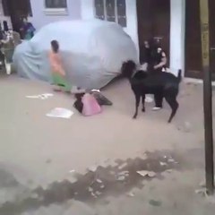 Funny Goat Hitting Girl Badly