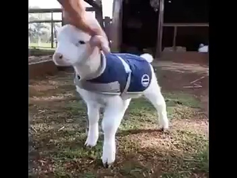 CUTE GOAT BABY
