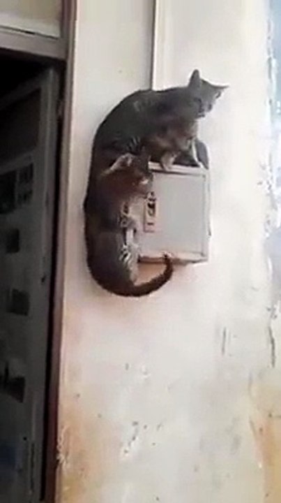 FUNNY CATS