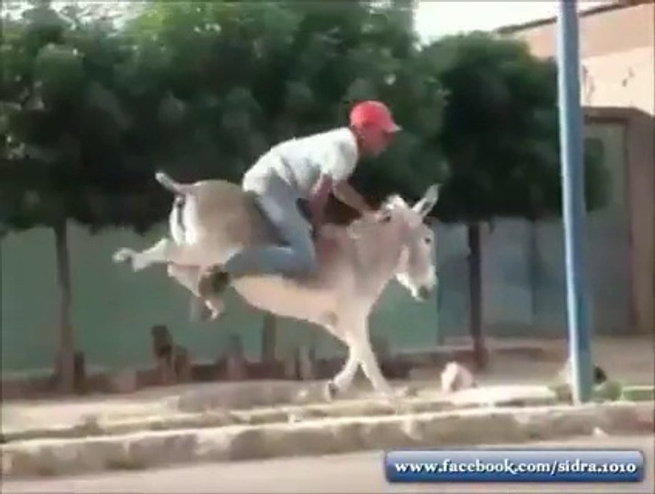 Funny Donkey Riding Video