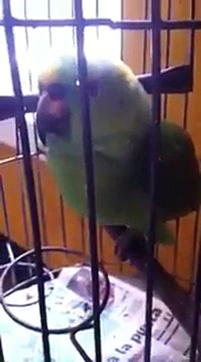 PARROT IS CRYING