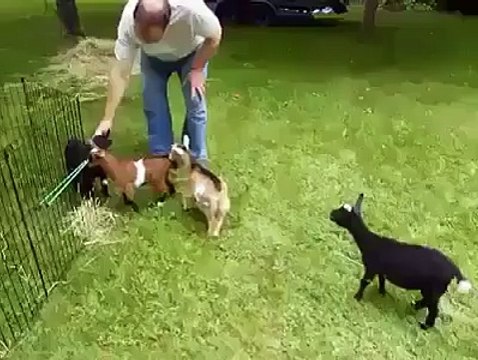 Some animals are born different-checkout Unique GOAT