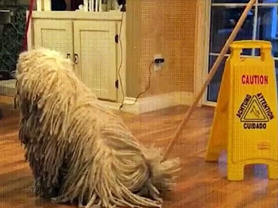 thought .... it's a dog))))