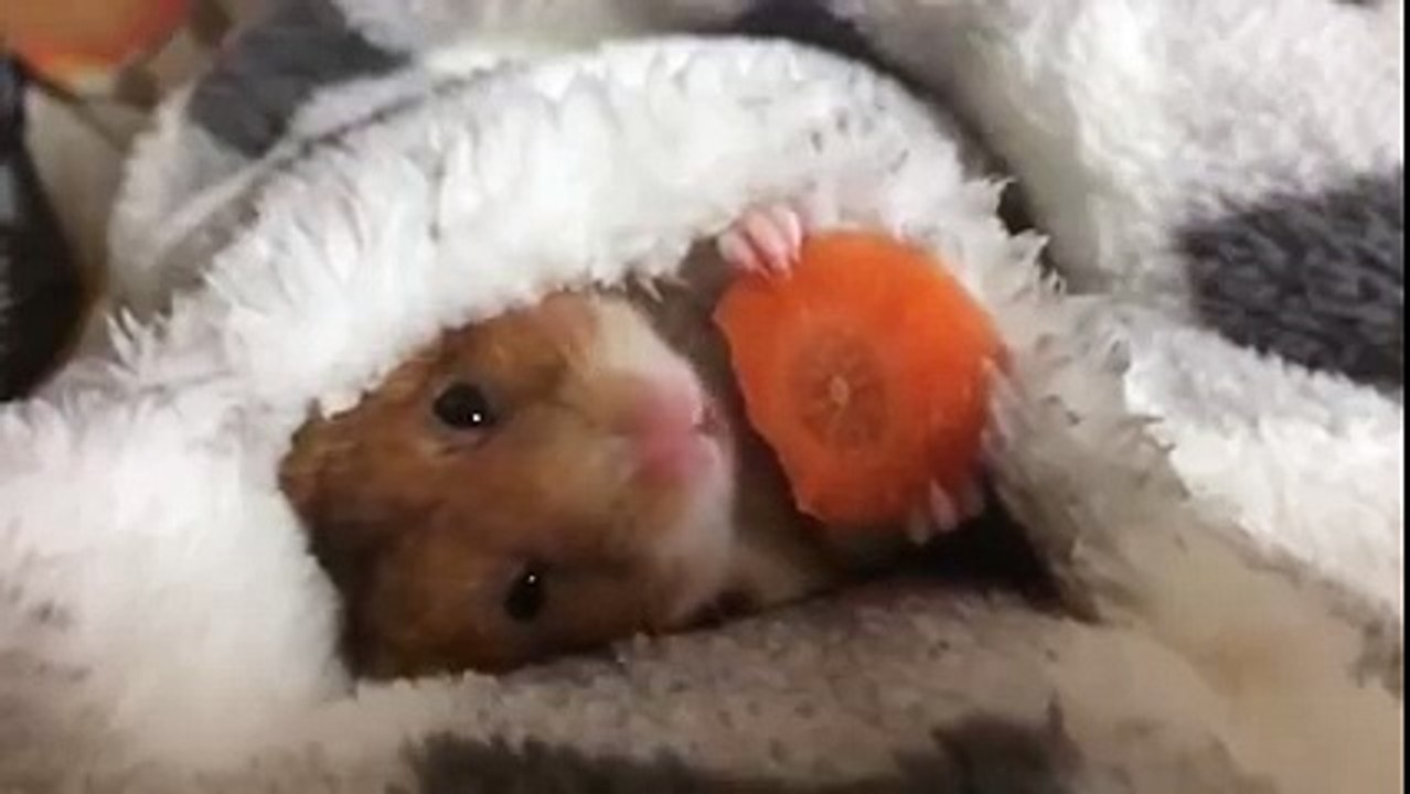 Mignon, un bébé hamster mange un morceau de carotte