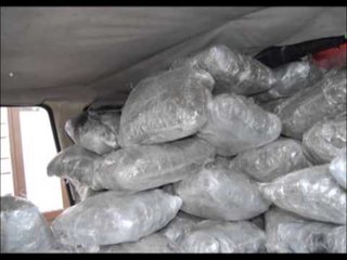 AKSION ANTIDROGE POLICIA SEKUESTRON MBI 300 KG MARIHUANE NE TEPELENE LAJM