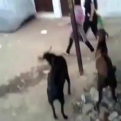 FUNNY girl hit by goat