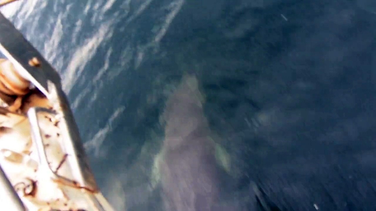 dauphins à Trinidad 2015