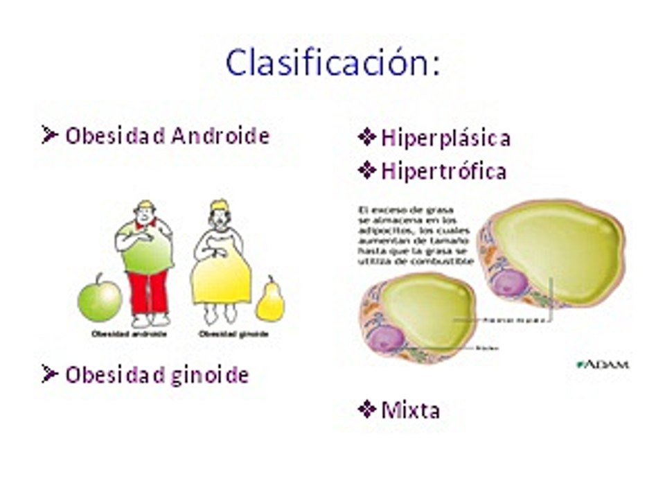 Tipos de dietas
