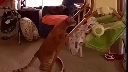 Bebeğin uyuduğuna emin olunca sallamayı usulca bırakan kedi...