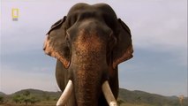 Самые опасные животные Индия National Geographic