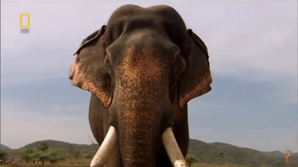 Самые опасные животные Индия National Geographic