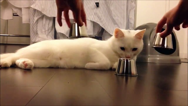 very very intelligent cat