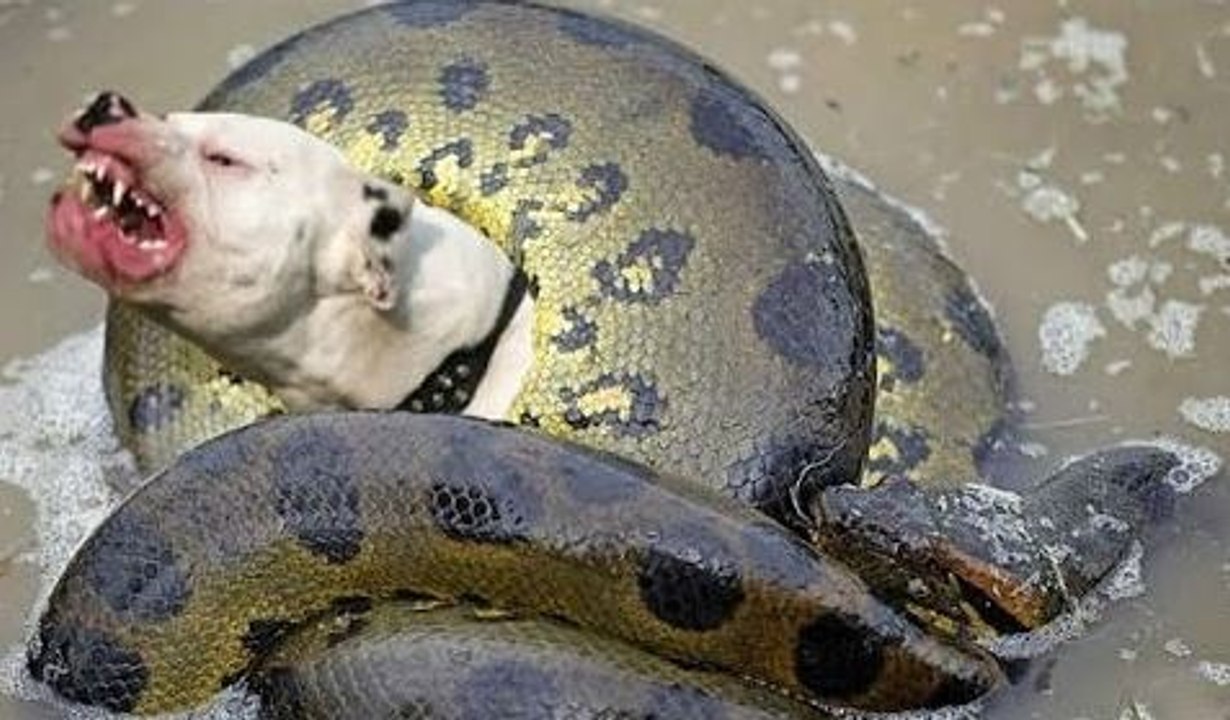 Giant Anaconda attacks Dog
