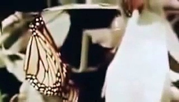 Animal Planet Documentary full s Dangerous Insects in the World History Channel