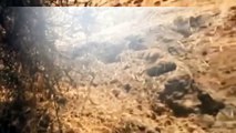 Leones salvajes y jirafas ven 720p ~ Documental 2015