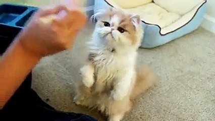 Cute little cats eating his special food...