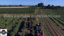 Vendange à la main en Anjou filmée par drone,Qualité 4K, Pays de La Loire, France - ©Mickael COURANT