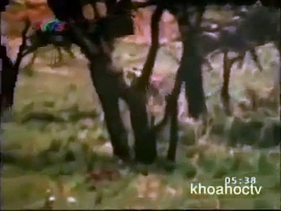 Jaguar kill Sus scrofa | Animals Attack | Documentary 2015