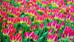 Most Beautiful Tulip Flower Garden | Most exotic flowers show