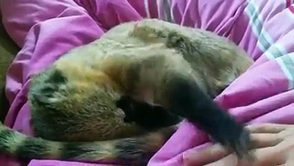 Amazing Home Animal Actions on bed - Whatsapp video