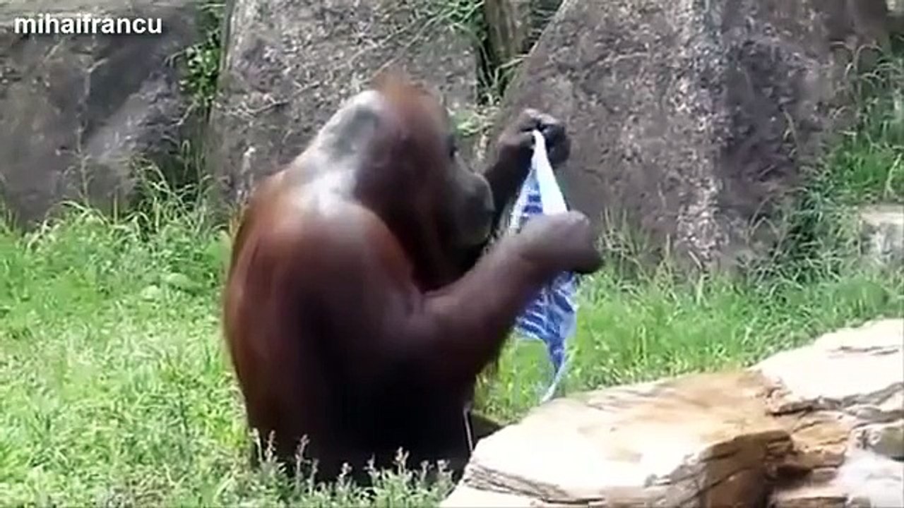 Top 10 Funny Monkey Videos Compilation 2014 [NEW]