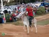 whatsapp latest funny videos donkey mating in between race-SqjZard7_so