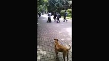 whatsapp funny bike stunt fails in front of dog _ whatsapp funny videos 2016 2015 #whatsapp-j8xqTgjl_io