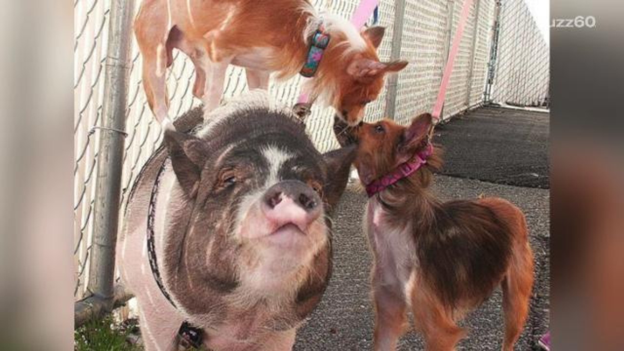 A pig and two dogs are best friends, and want to stay together forever