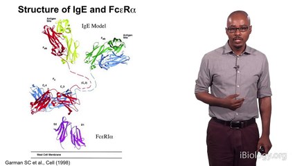 Avery August (Cornell U.) 2: A Role for the Actin-Reorganizing Protein Drebrin in Mast Cel