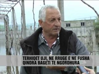 Shkodër, rrezik epidemie nga bagëtitë - Vizion Plus - News - Lajme