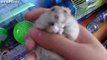 Tiny Hamsters Eating On Their Backs Compilation 2014 [NEW]