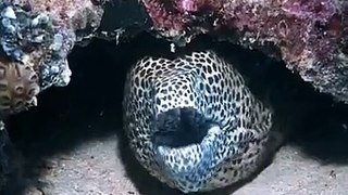 under water life