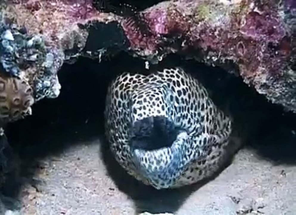 under water life