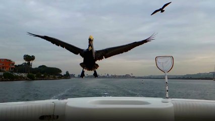 Pelikan Tekneden Balık Çalmaya Çalıştı