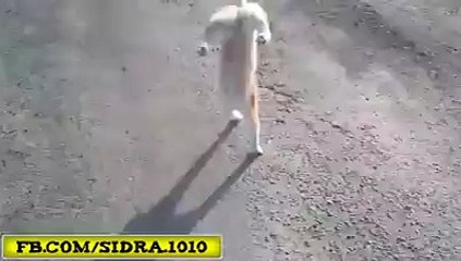 Intelligent Cute Cat In Action- Skills Show Off Rare Video