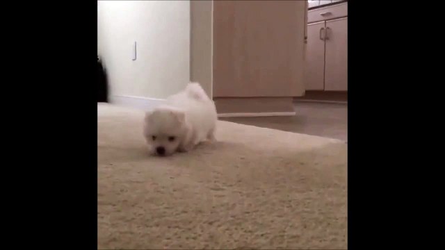 Милый щенок готовится стать ниндзя