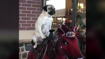 Мопс скачет на лошади