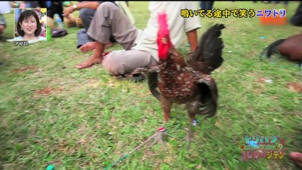 トリハダ　不思議な鳴き声