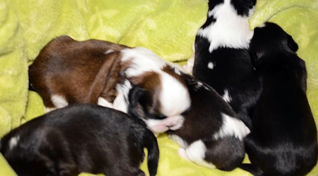 Les bébés de Jolie Môme ont 10 jours