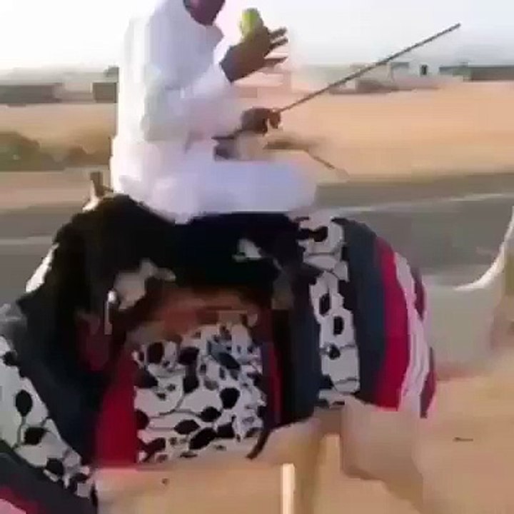 Ever Seen Intelligent Camel Video