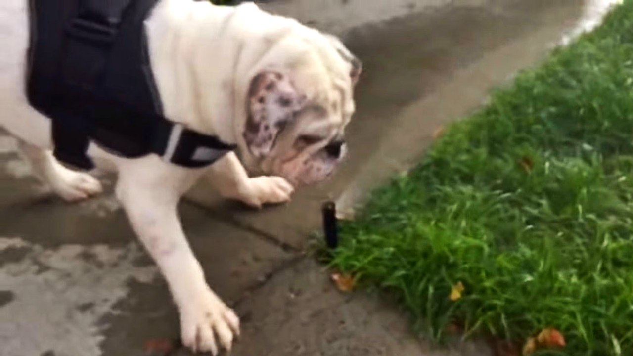 Köpeğin Fıskiye ile İmtihanı