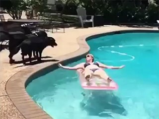 dog jumps on sexy girl in swimming pool whatsapp video