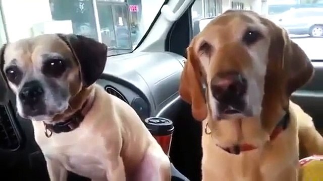 Как собаки едят мороженое - How dogs eat icecream